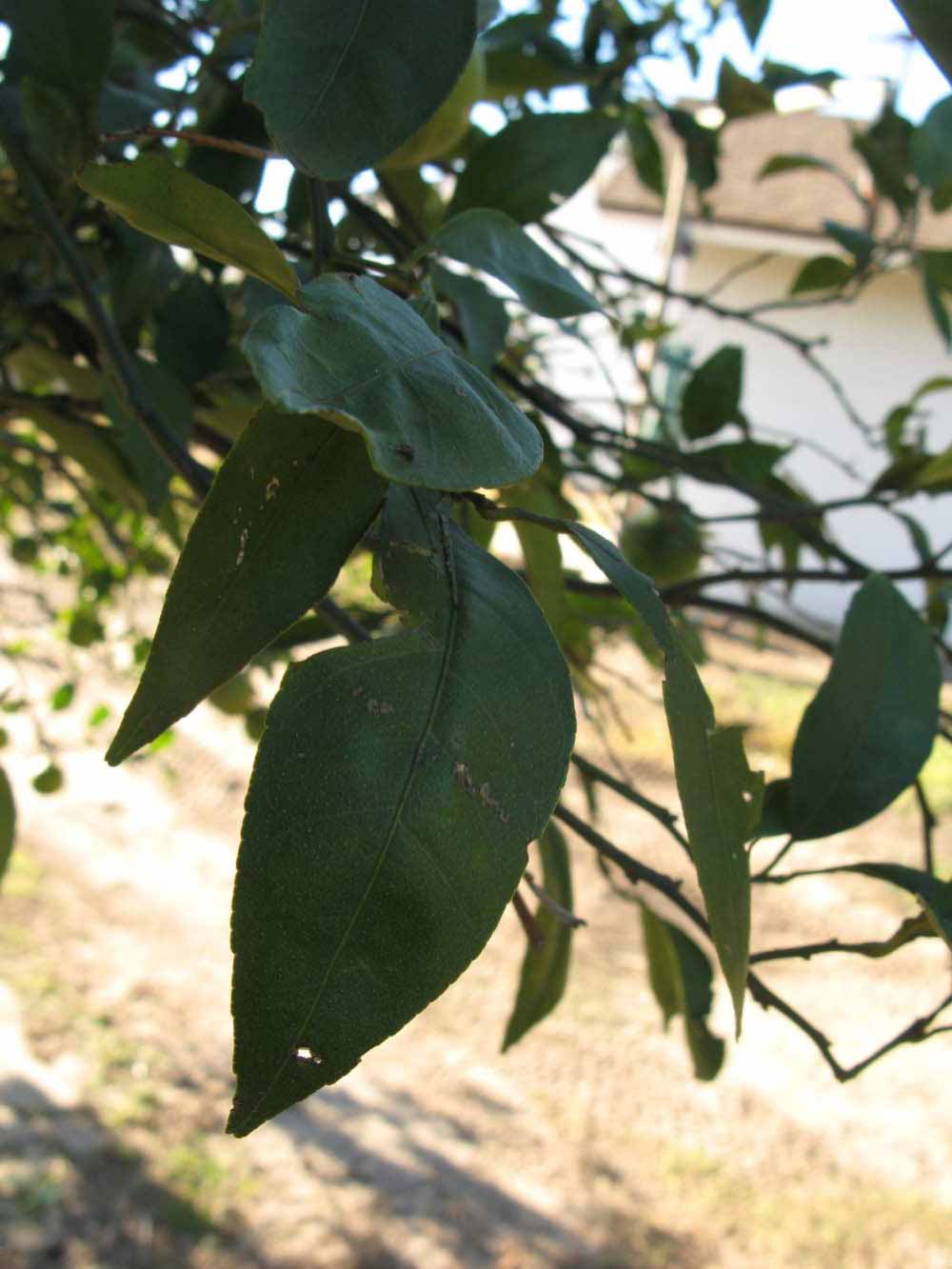            Shade leaves (Winter Haven, FL)   
